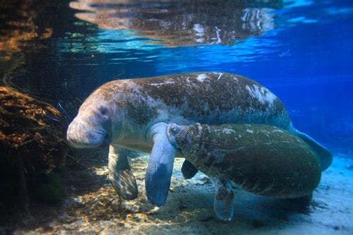 A manatee and calf swimming wild in clear Florida water