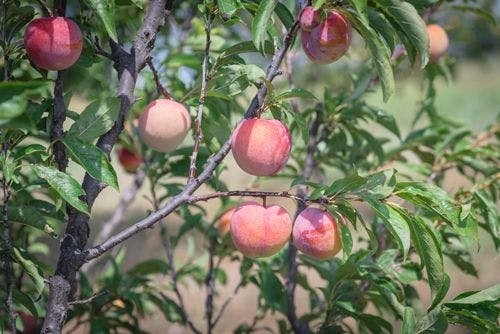 Wild peaches on a tree in Fredericksburg