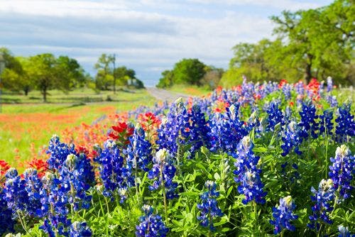 Blue bonnets and poppies in a Fredericksburg field