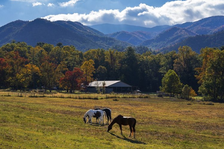 Things to do in Gatlinburg, Cades Cove Loop, Top Villas