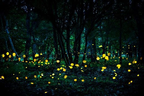 Fireflies twinkling in the forest at twilight