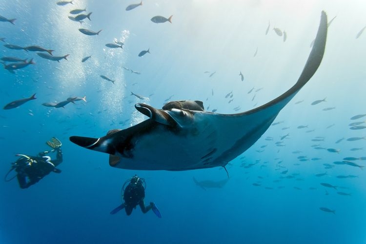 People diving alongside a large manta ray