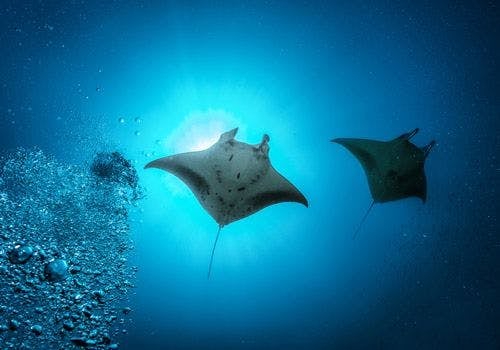 A pair of manta rays from below