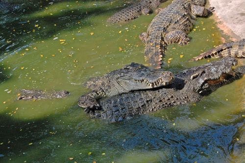 Wild crocodiles in a Jamaica river