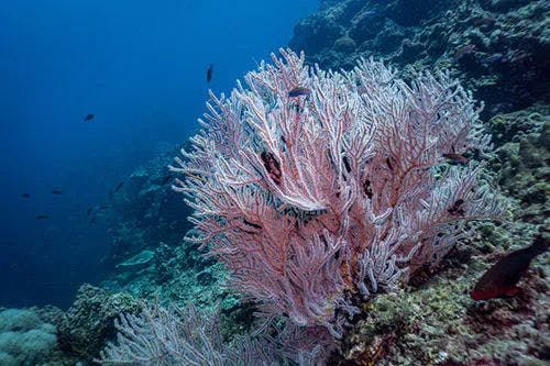 A pink coral on a reef