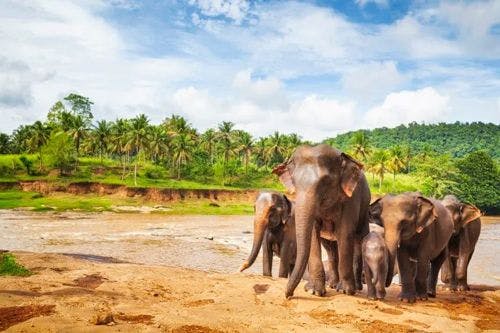 A herd of elephants by a river