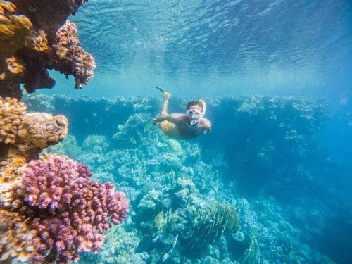 A person snorkeling amongst a coral reef