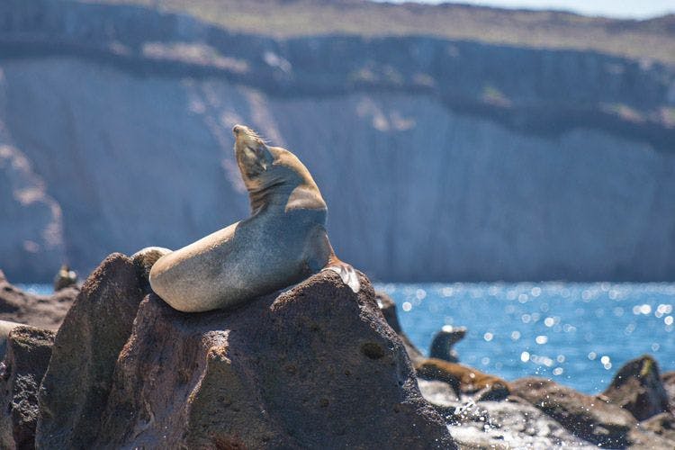 A sea lion sunning itself on a rock by the sea in La Paz