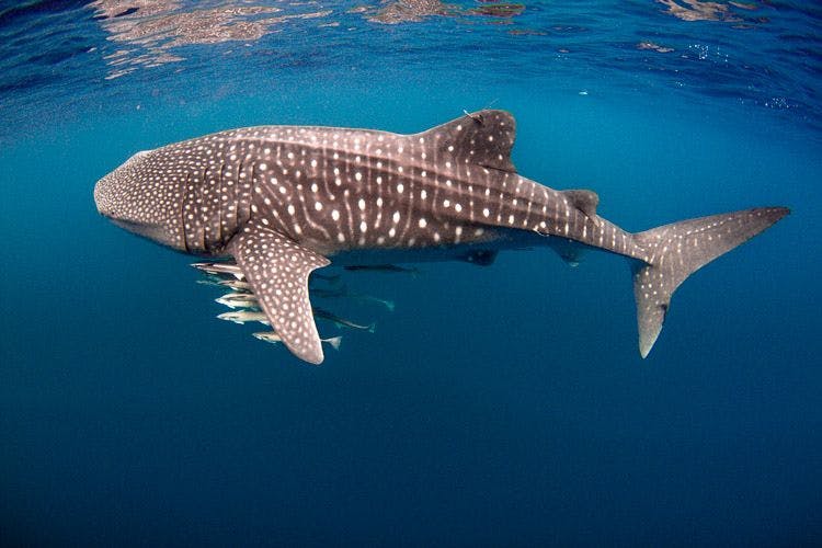 A whale shark with remora fish in the ocean