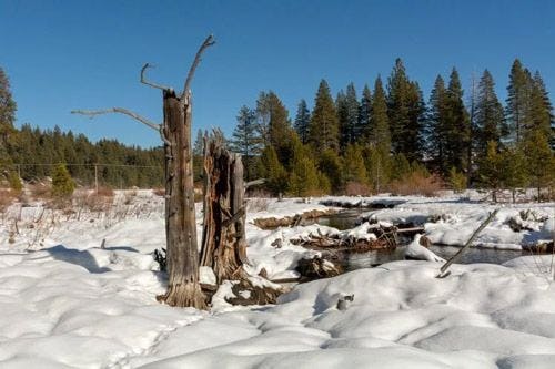 Broken trees amongst deep snow in Donner Memorial Park