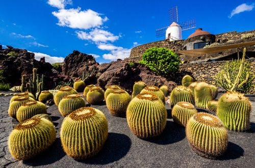 Short round cacti on black sand in front of a small windmill