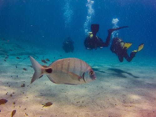 A fish and three scuba divers