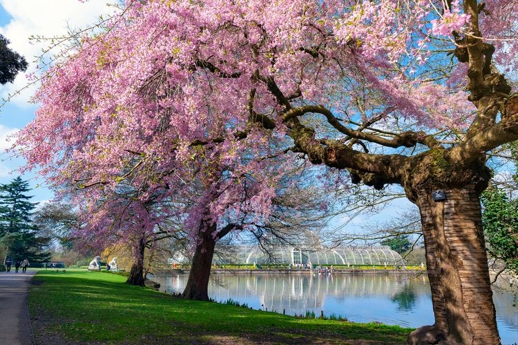 Things to do in London, Kew Gardens