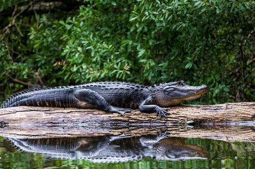 An alligator resting on a log in a stream
