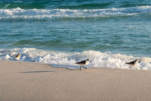 Sea birds walking along the surf on Miramar Beach