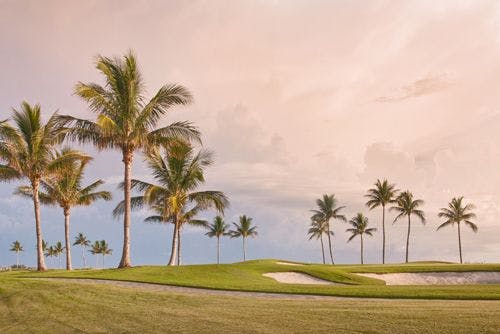 A Florida golf course with palm trees