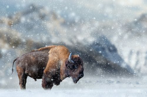 A bison standing in a valley in the snow