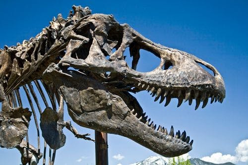 A replica T-Rex skull on display in Montana