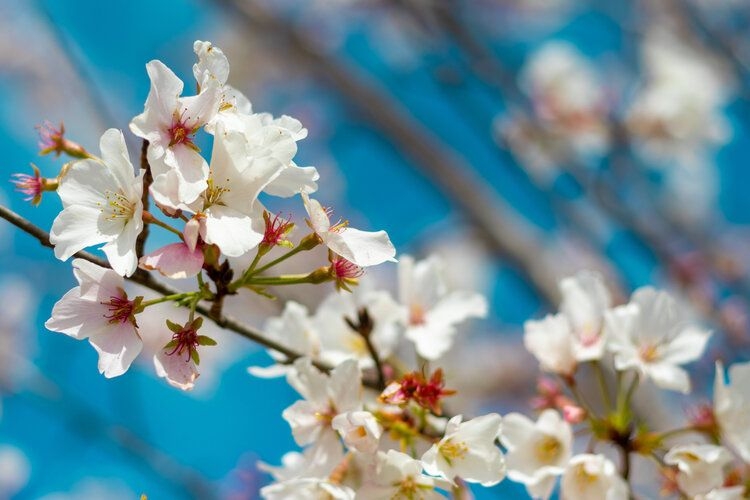 Things to do in Nashville, Cherry blossom festival