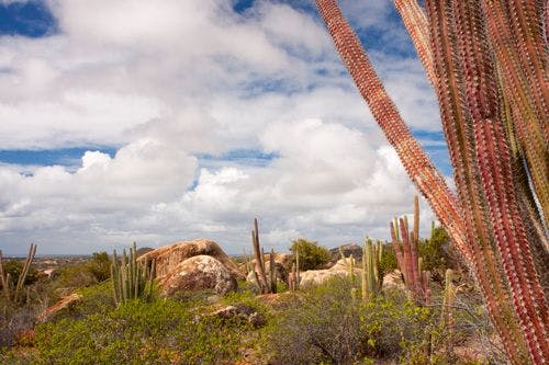 Cacti at Arikoka Naitional Park