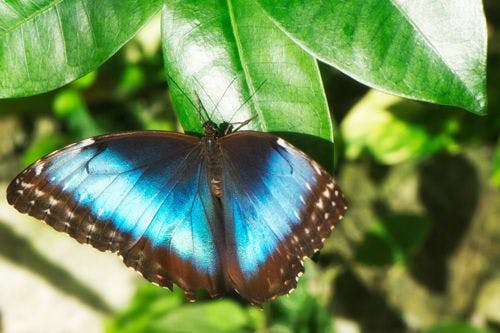 A blue butterfly on a leaf