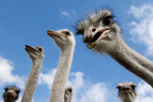A group of ostriches, with one looking down the camera