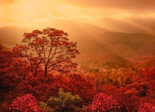 Golden light during fall in the Smoky Mountains