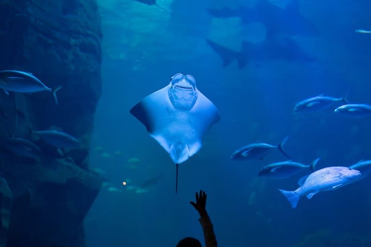 things-to-do-in-oregon-aquarium.jpg