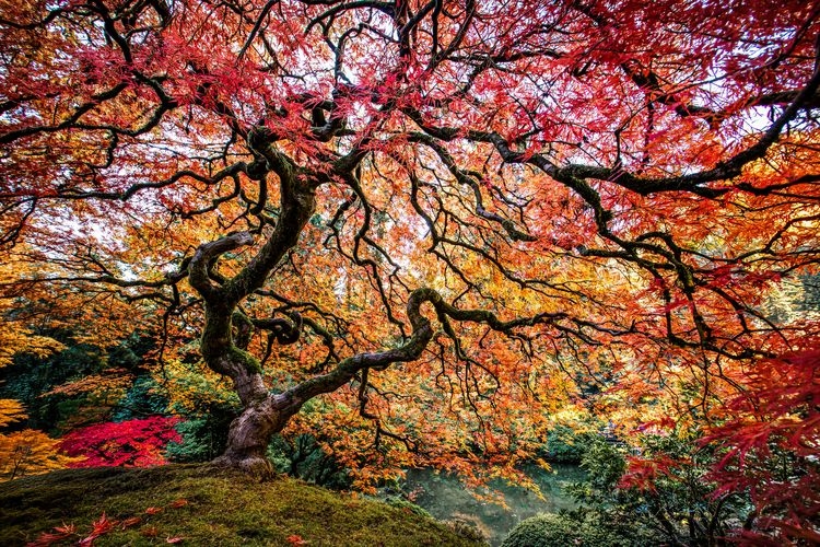 Things to do in Oregon, Japanese garden, Portland