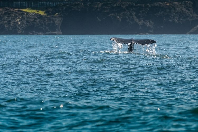 Things to do in Oregon, whale watching in Depoe Bay