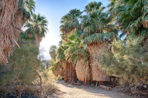 Palm trees at Thousand Palms Oasis Preserve