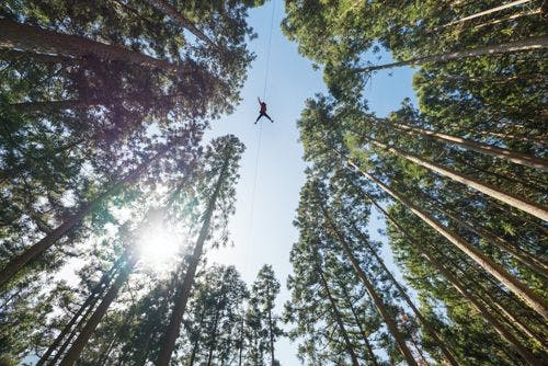 A person ziplining through a tree canopy