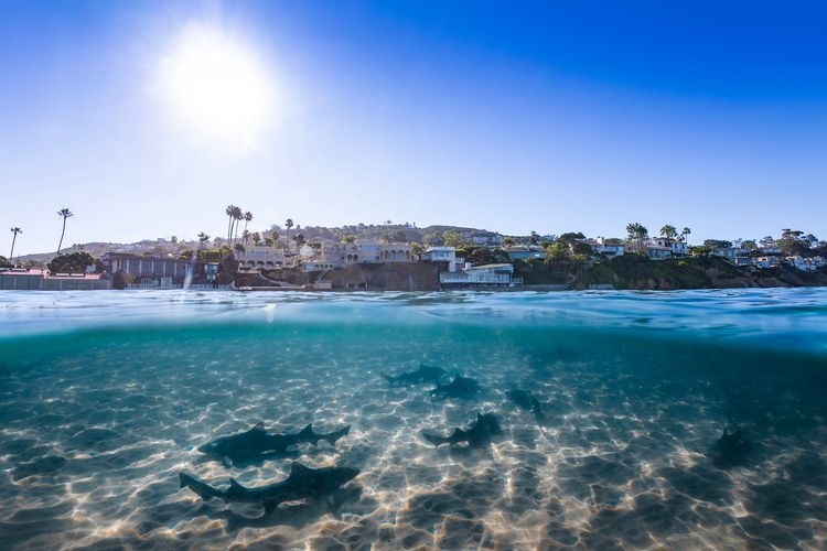 Things to do in San Diego, leopard sharks