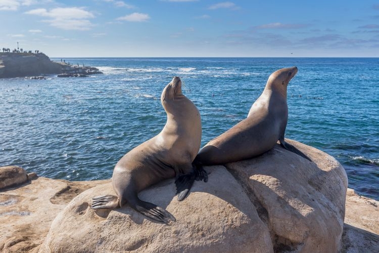 Things to do in San Diego, sea lions in La Jolla cove