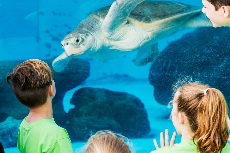 Things to do in San Diego aquarium, sea turtle