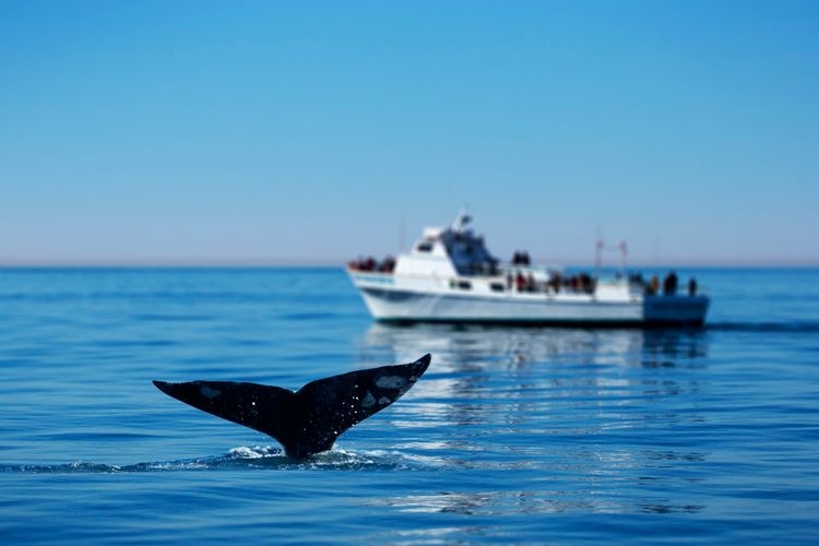Things to do in San Diego, whale watching