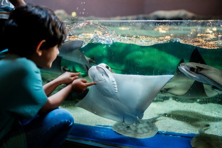 Things to do in Scottsdale Arizona, aquarium, sting ray, Top Villas
