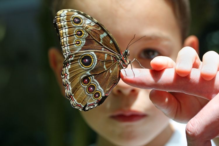 Things to do in Scottsdale with kids, butterfly center, Top Villas