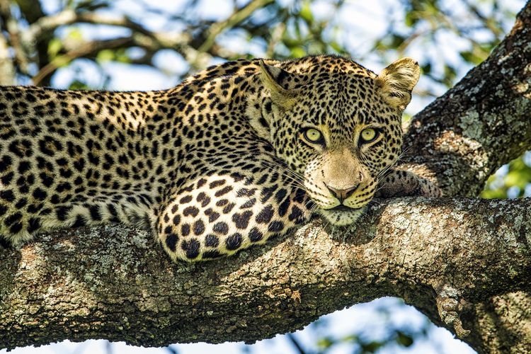 Things to do in Scottsdale, leopard, animal conservation center