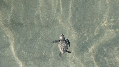 A baby sea turtle swimming in the ocean