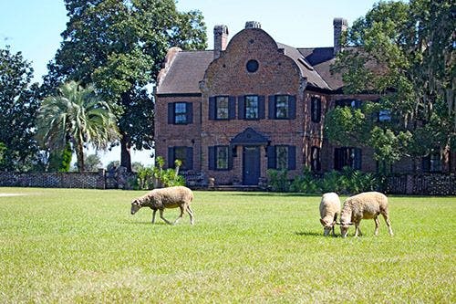 Middleton Place - an old house in South Carolina with sheep grazing the grass out the front