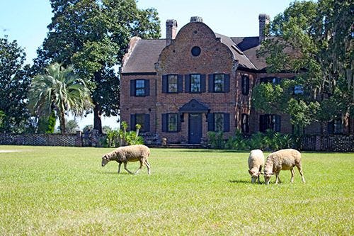 Middleton Place - an old house in South Carolina with sheep grazing the grass out the front