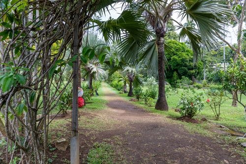 Botanical gardens with tropical palm trees in St Vincent and the Grenadines