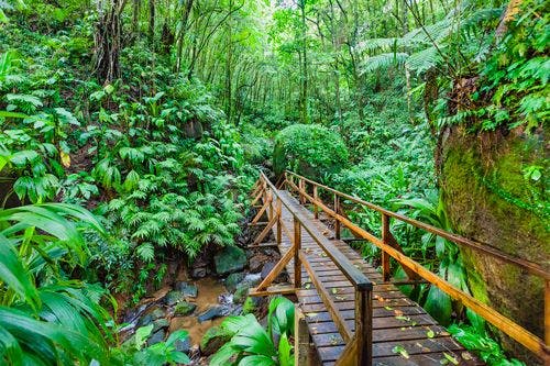 Wooden bridge through rainforest in St Vincent and the Grenadines