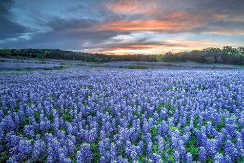 A field full of blue wildflowers blooming in Texas Hill Country