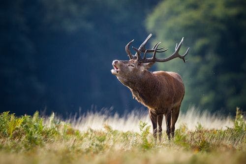 A male elk bellowing
