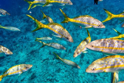 Reef fish close up image