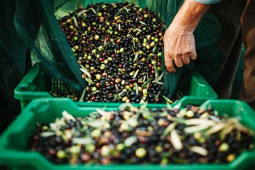 Freshly harvested olives being poured into trays