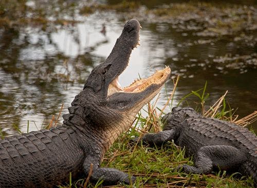 American alligators in the Florida Everglades