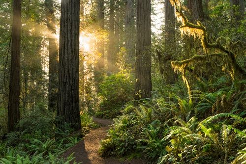 Tall redwood trees with sunlight breaking through the foliage